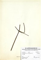 藏品(森氏鐵線蓮)的圖片